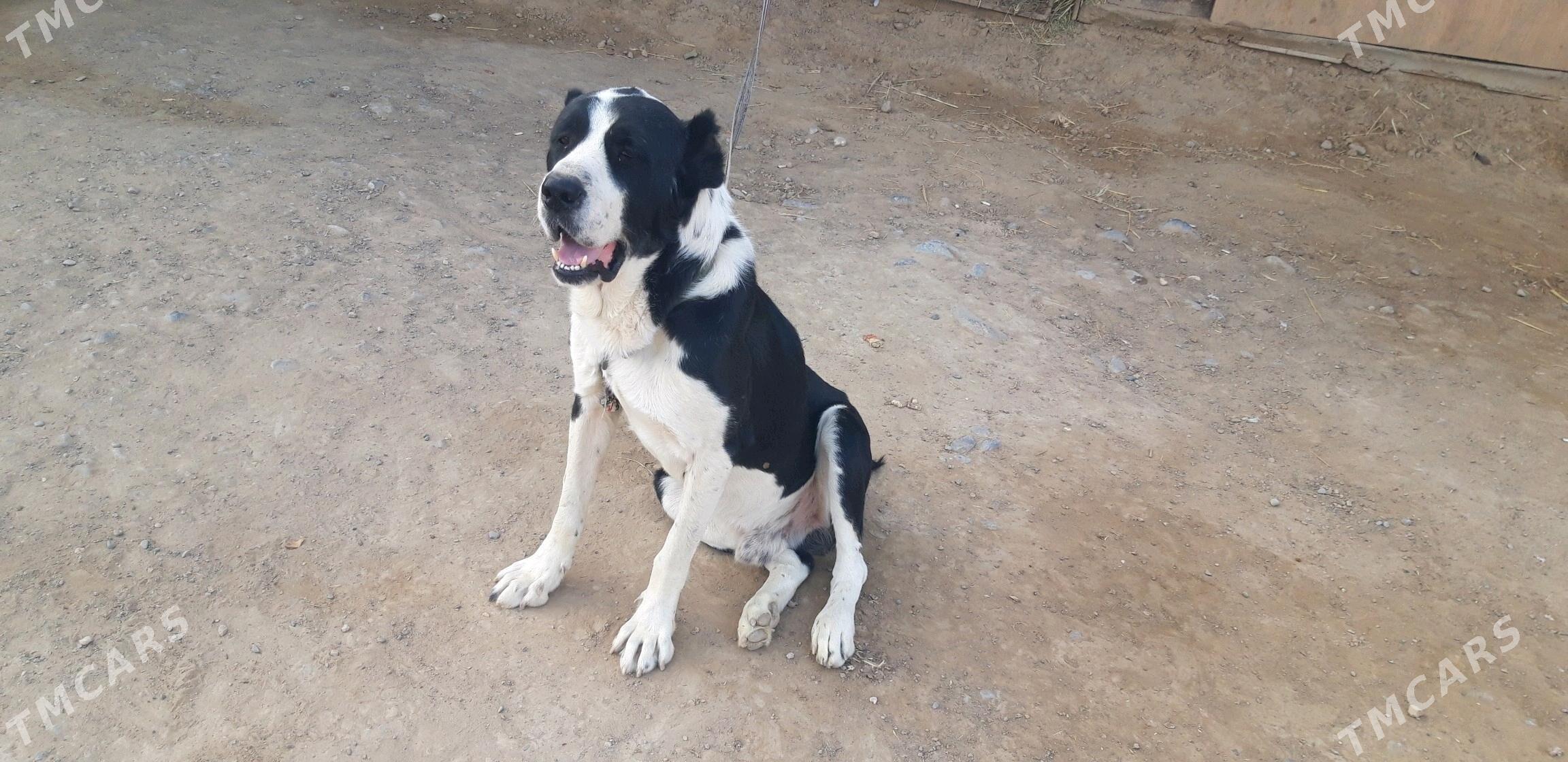 kpxan - Ak bugdaý etraby - img 2