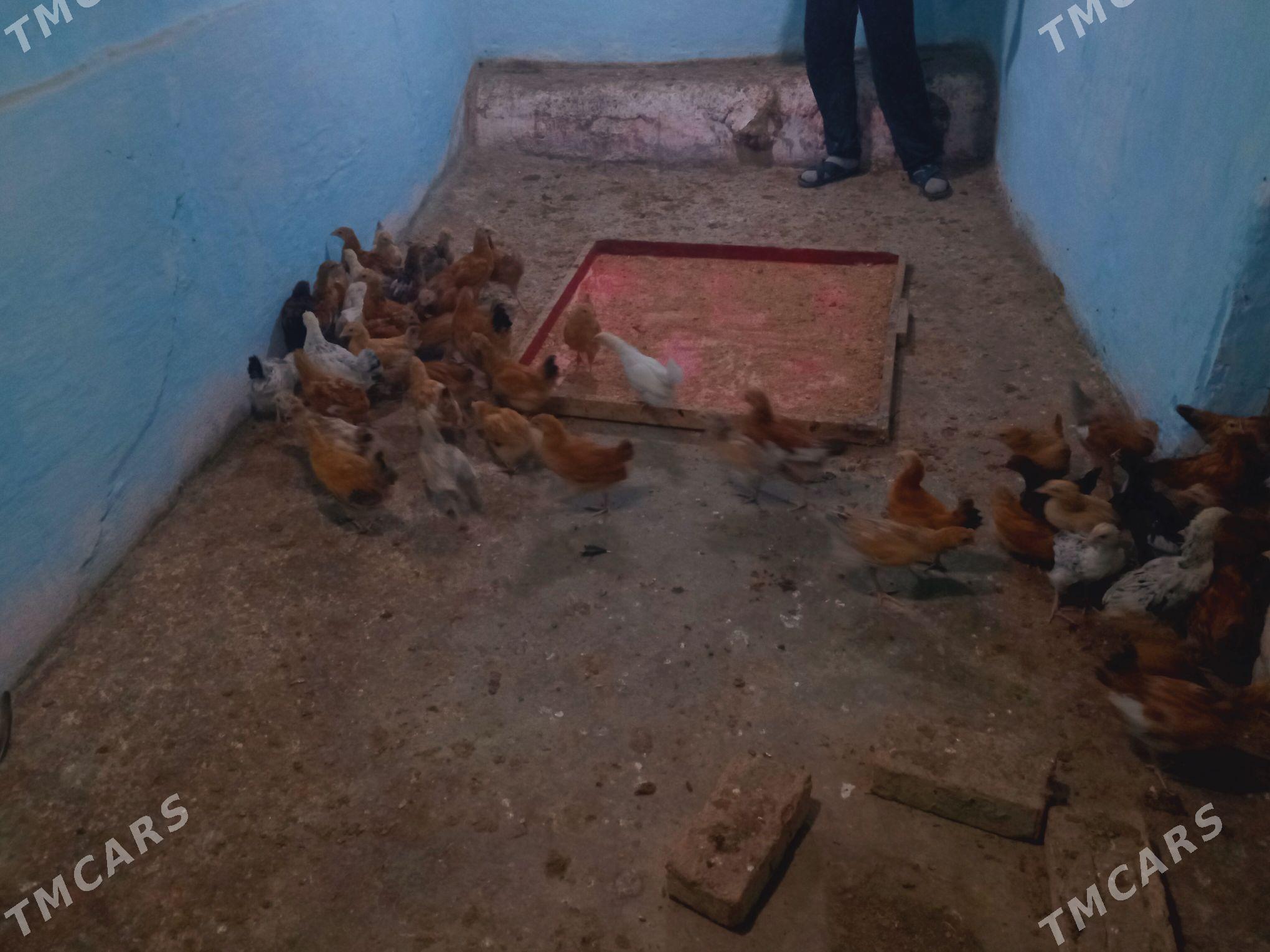 juje - Bäherden - img 3