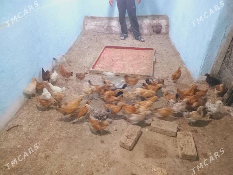 juje - Bäherden - img 2