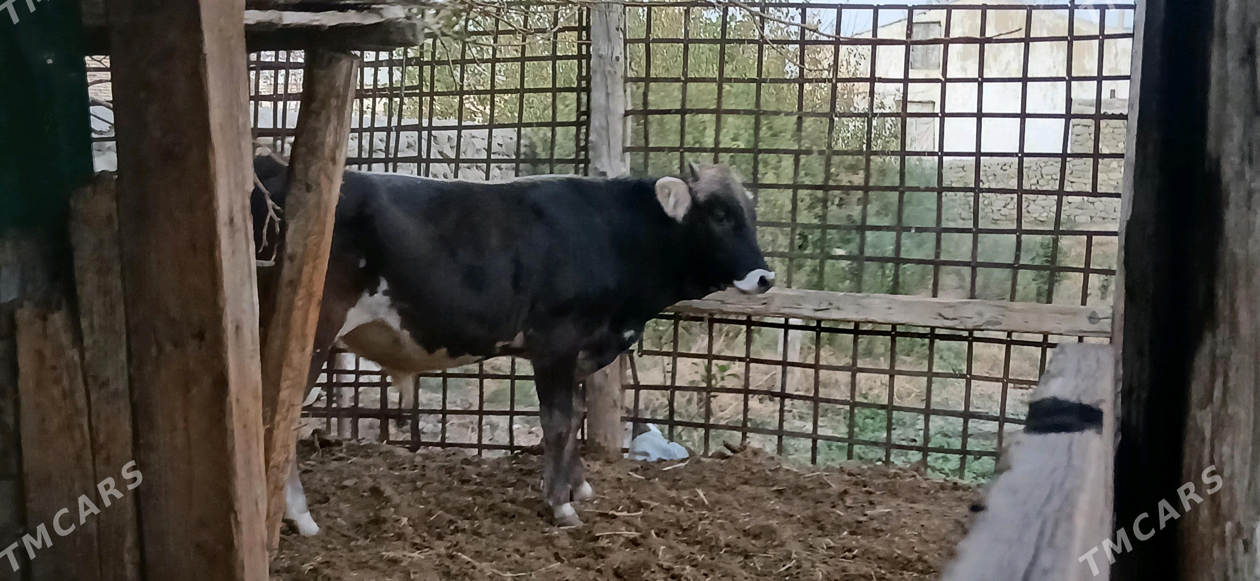 SWES OKUZ - Бахарден - img 2