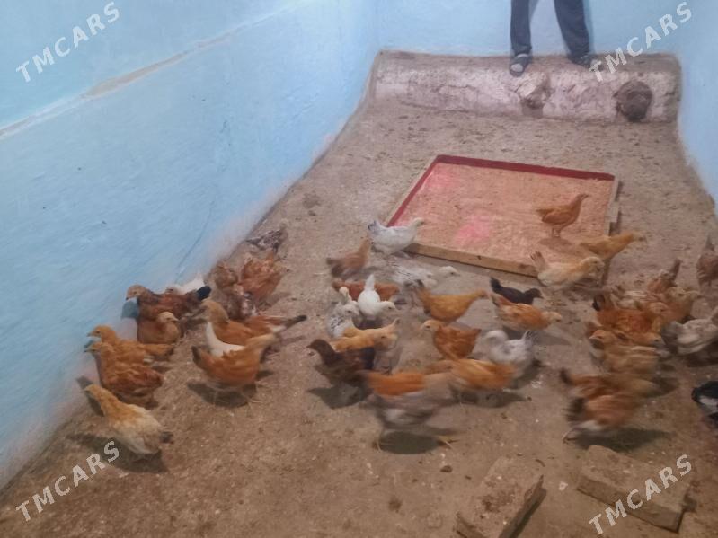 juje - Bäherden - img 4