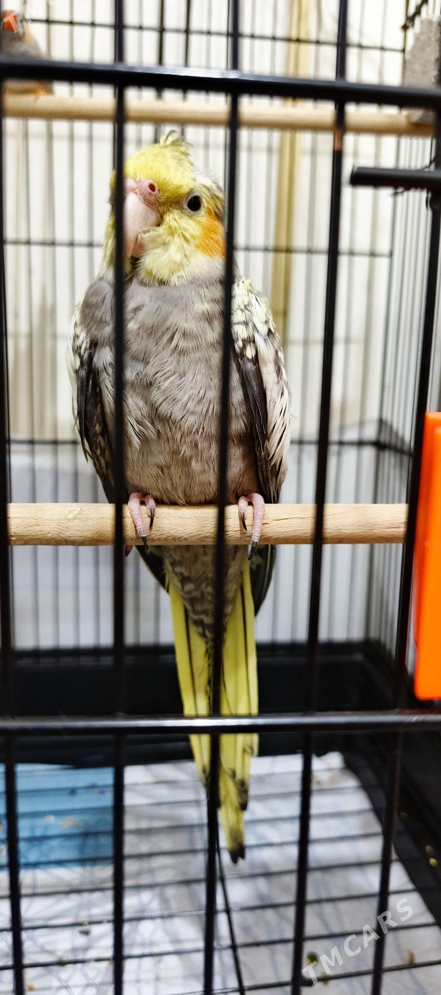 Karella - Parahat 7 - img 1