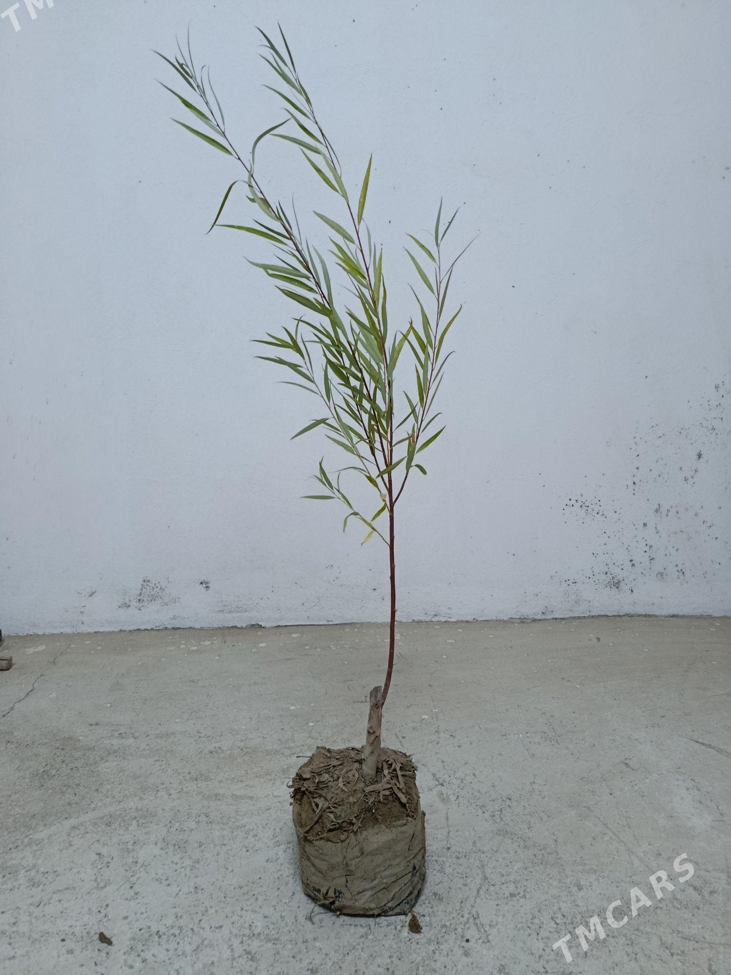 Sowut kolegelik nahal - Аркадаг - img 2