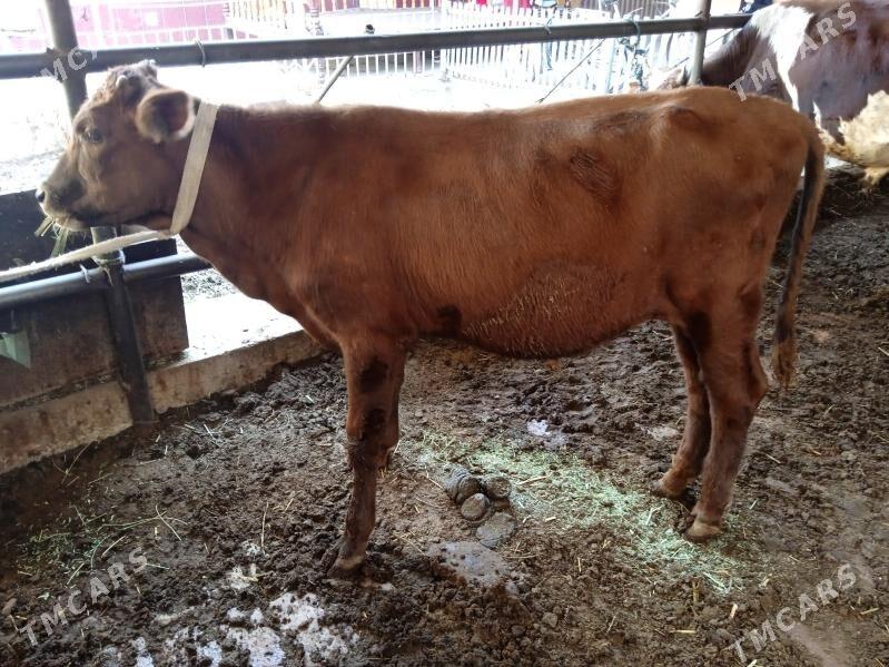 iki sany öküz - Türkmenabat - img 2