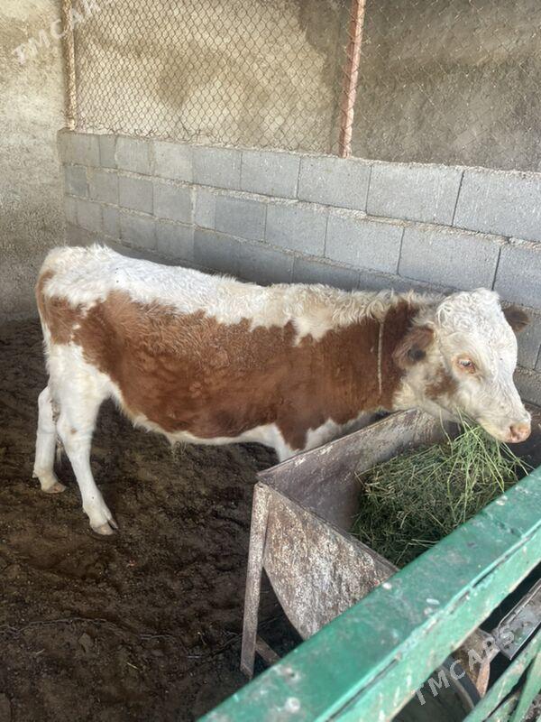 swes ökuz - Aşgabat - img 2