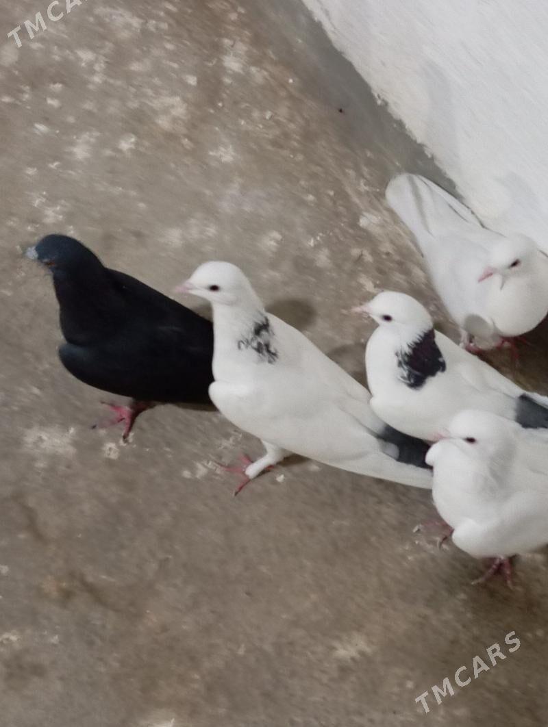 kepderi - Gyzylarbat - img 3