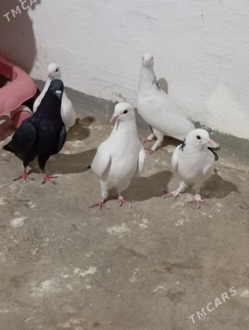 kepderi - Gyzylarbat - img 4