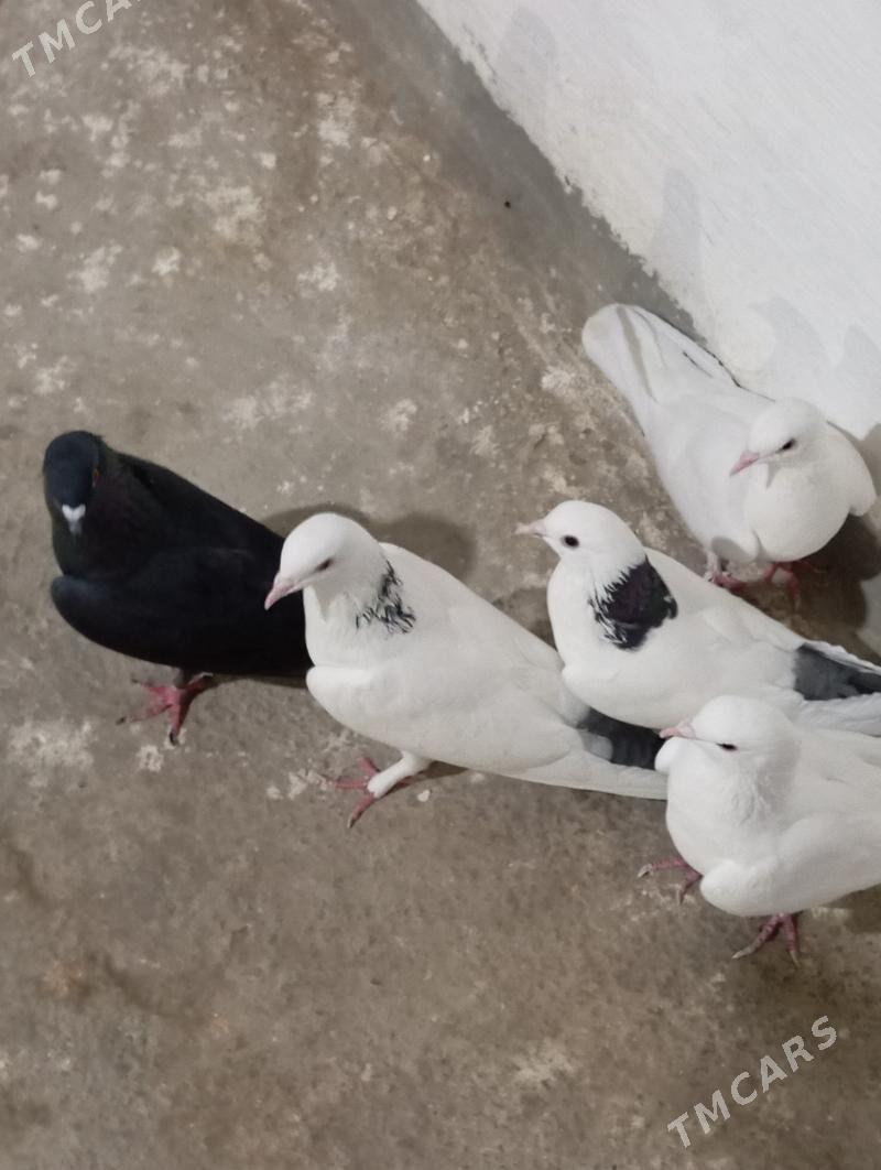 kepderi - Gyzylarbat - img 2