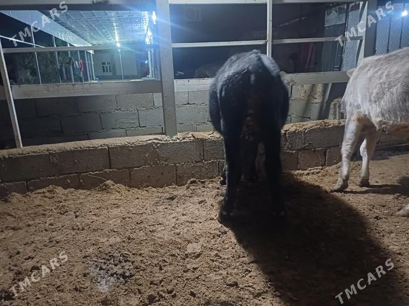 öküz - Büzmeýin - img 3