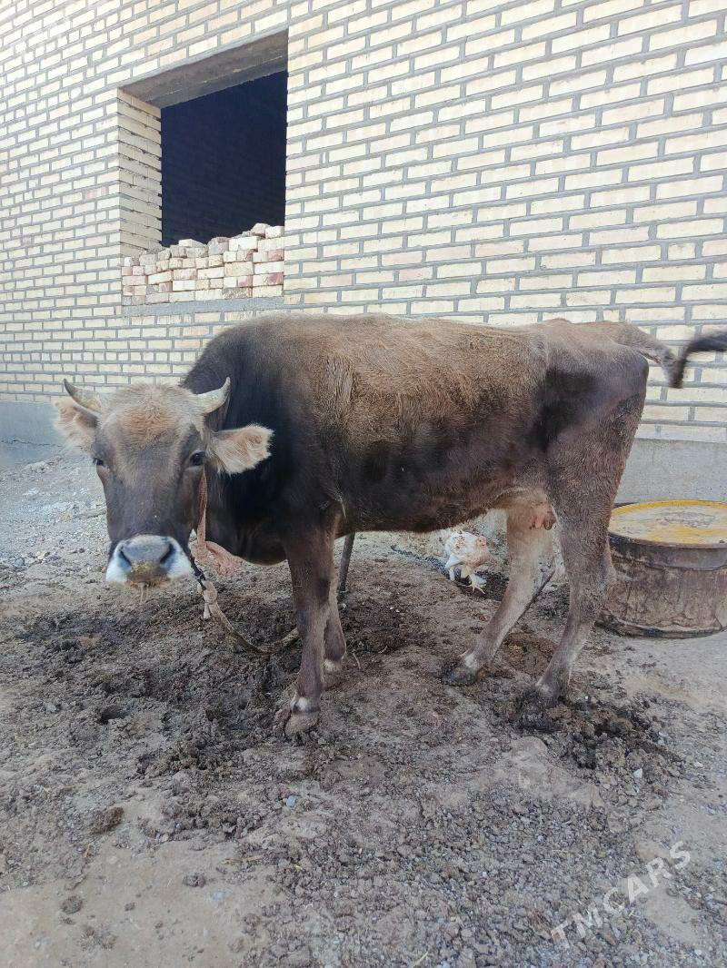 Sygyr - Gyzylarbat - img 2