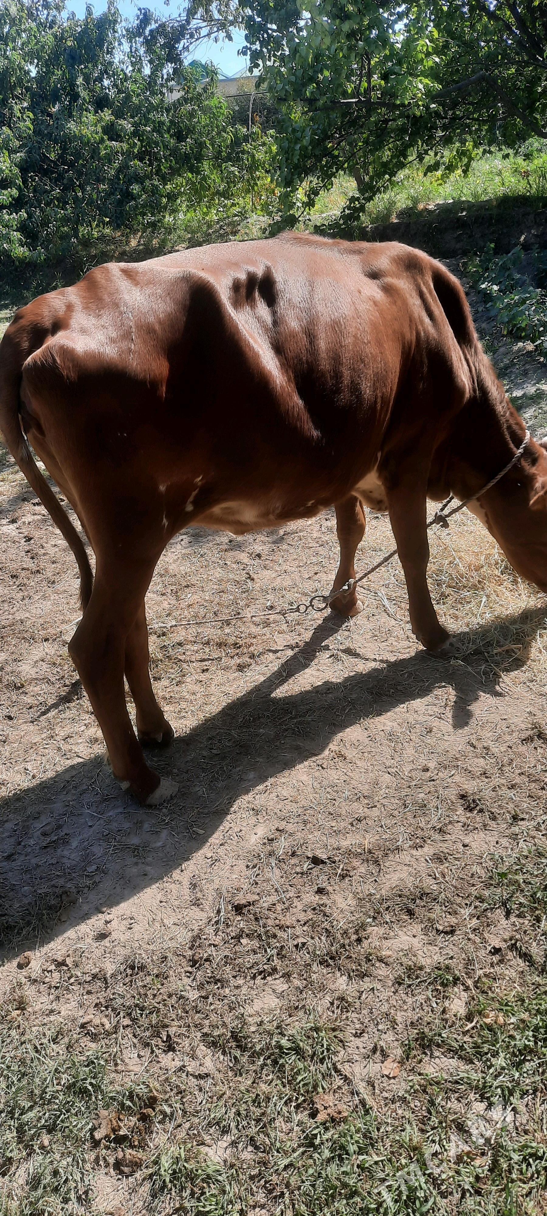 unajynlar 2 sany - Чарджоу - img 2