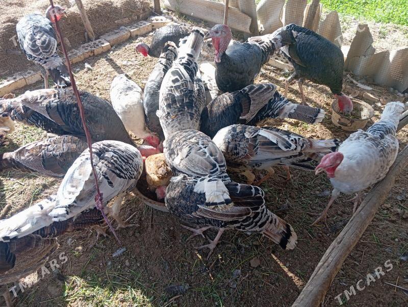 induk - Mary - img 2