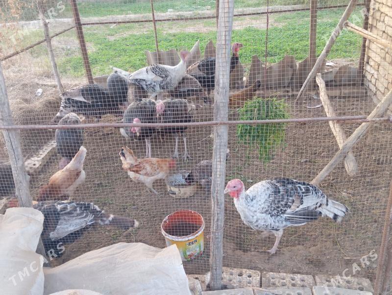 induk - Mary - img 3