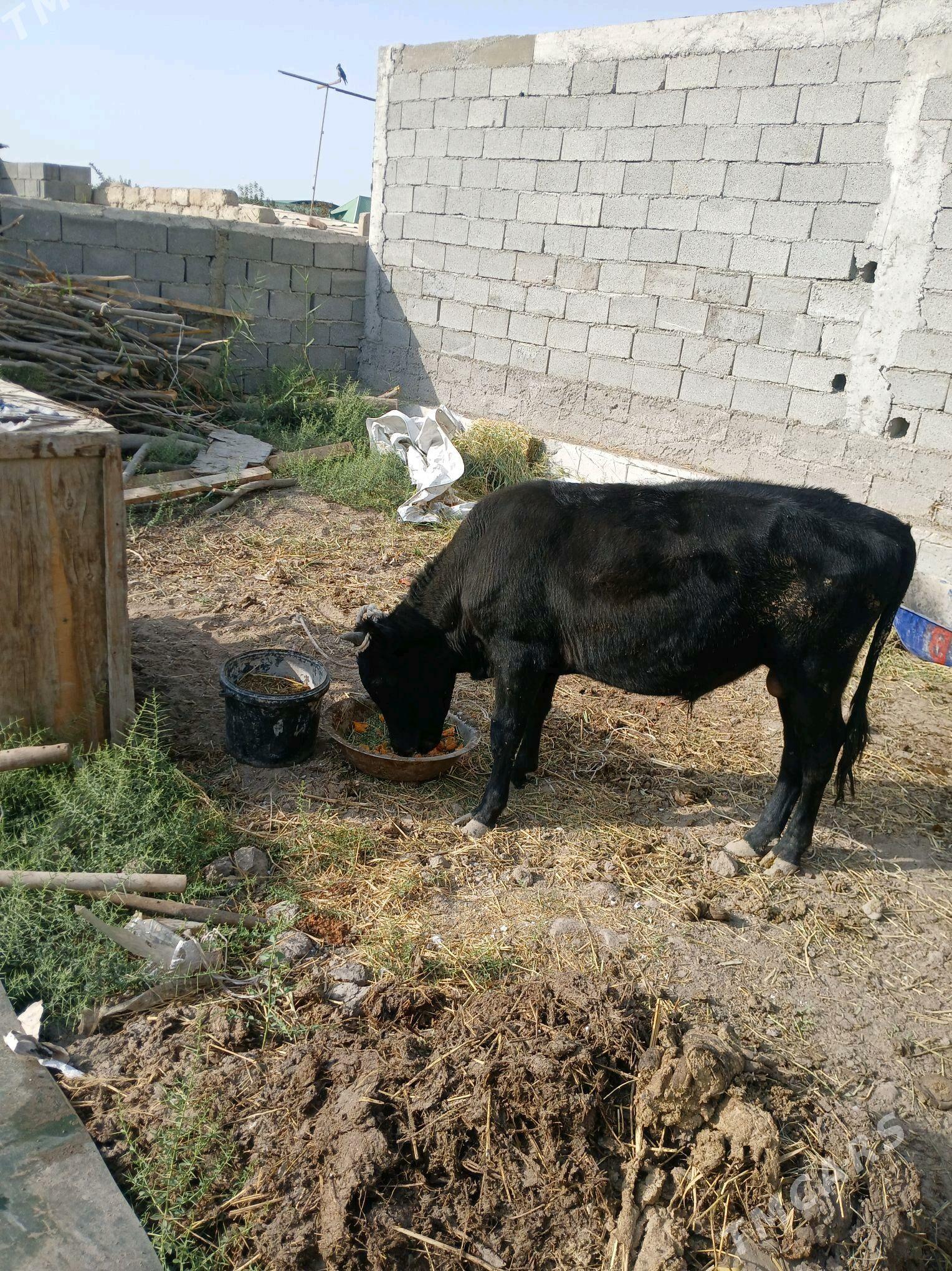 Gara okuzGara okuz - Aşgabat - img 2