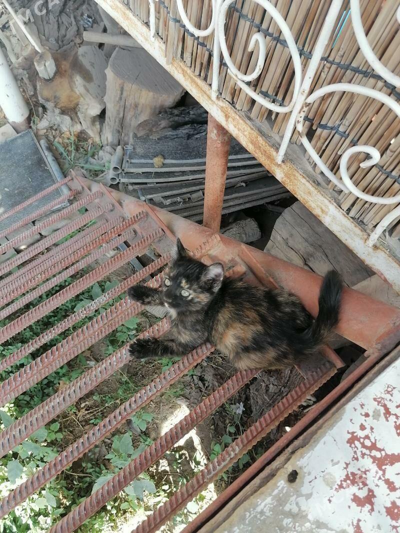 Котенок - Mary - img 2