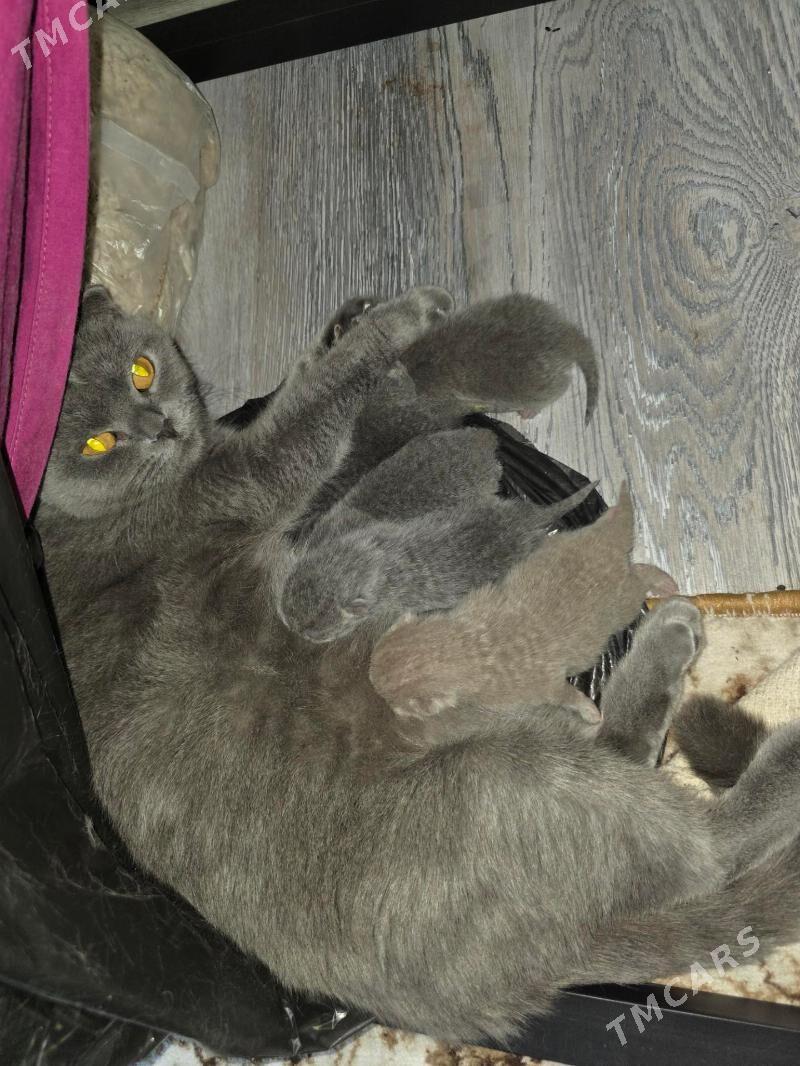 Котёнок шотландской породы - Мары - img 1