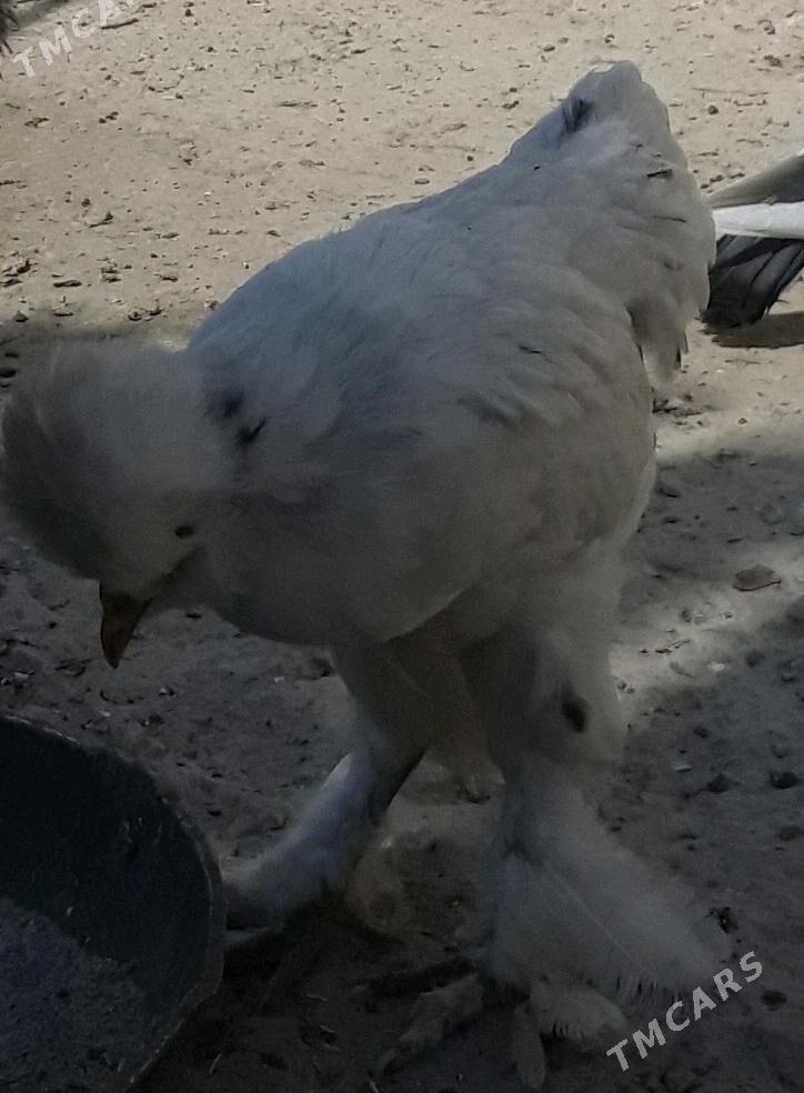 Horaz - Gyzylarbat - img 2