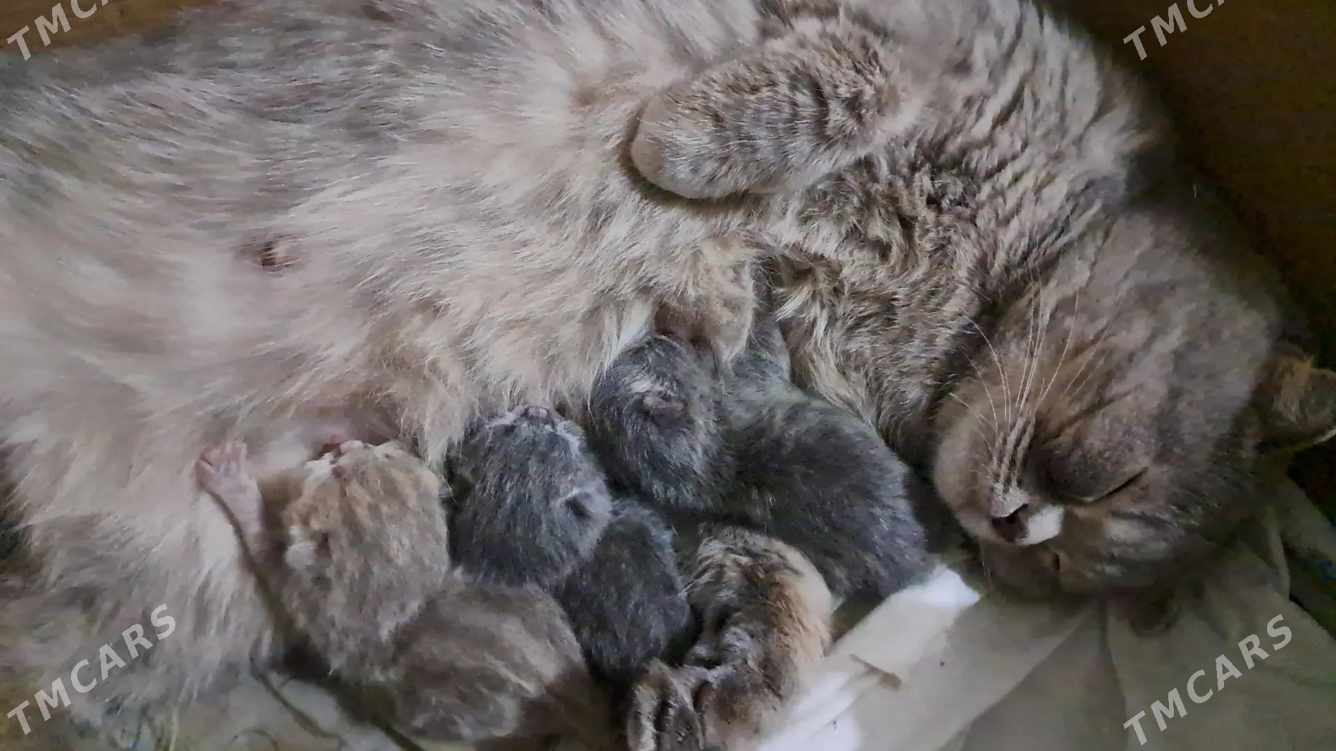 Котёнок шотландской породы - Мары - img 2