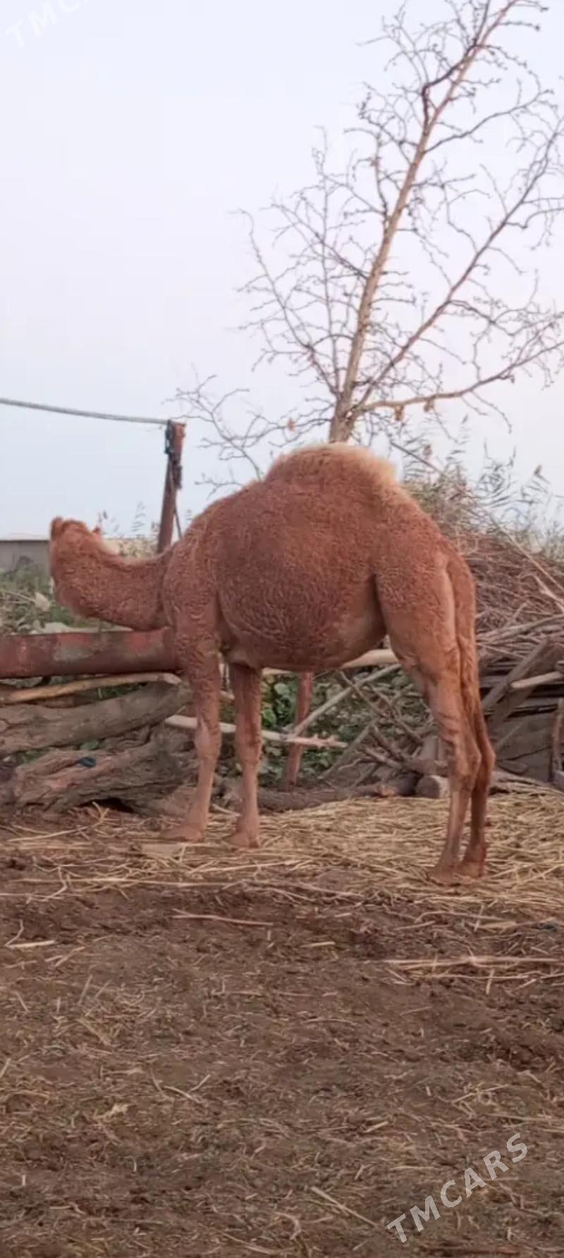 duyeler - Türkmengala - img 4