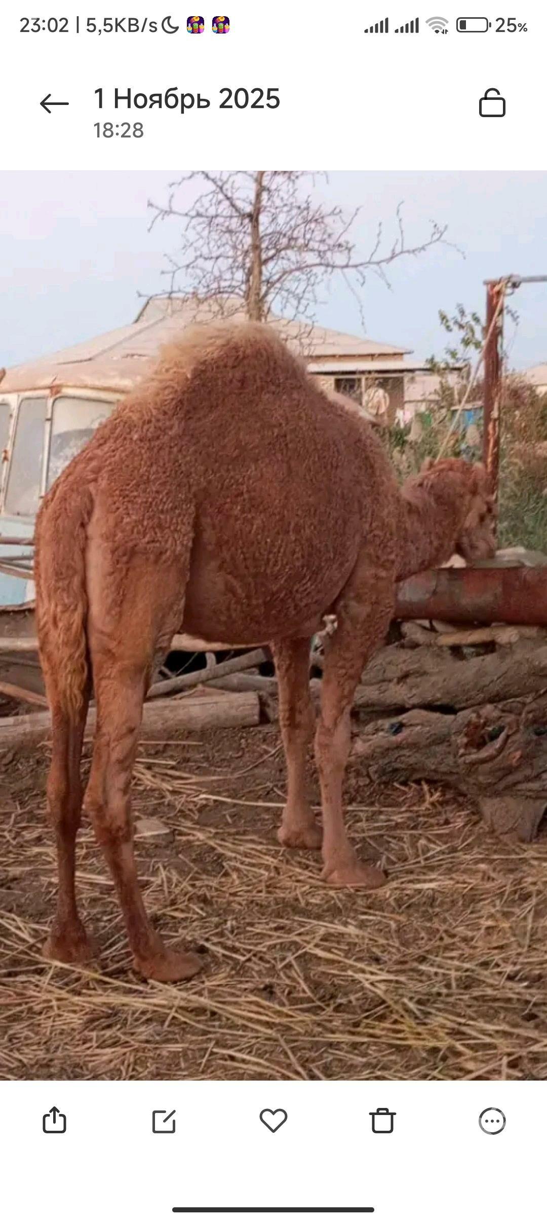 duyeler - Türkmengala - img 3