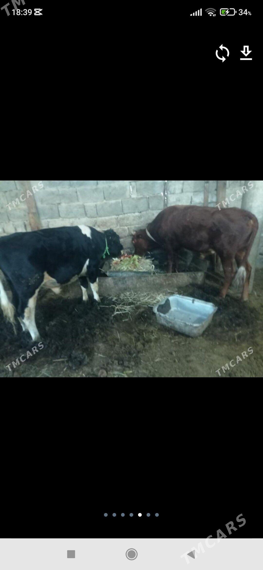 ala okuz tohum - Änew - img 2