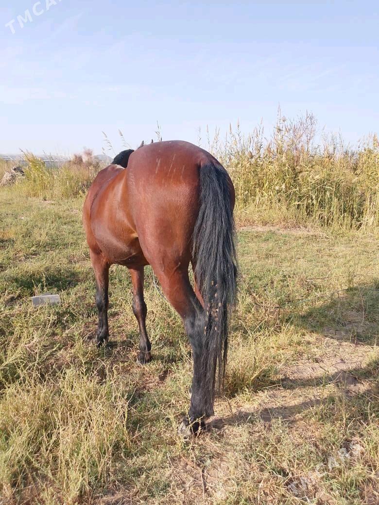 yiten At - Wekilbazar - img 1