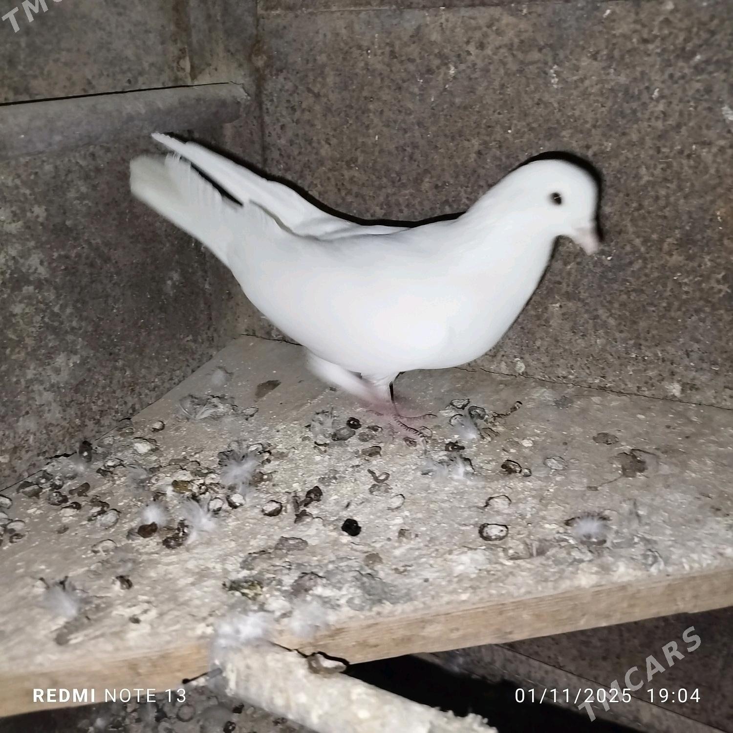 kepderi - Gyzylarbat - img 5