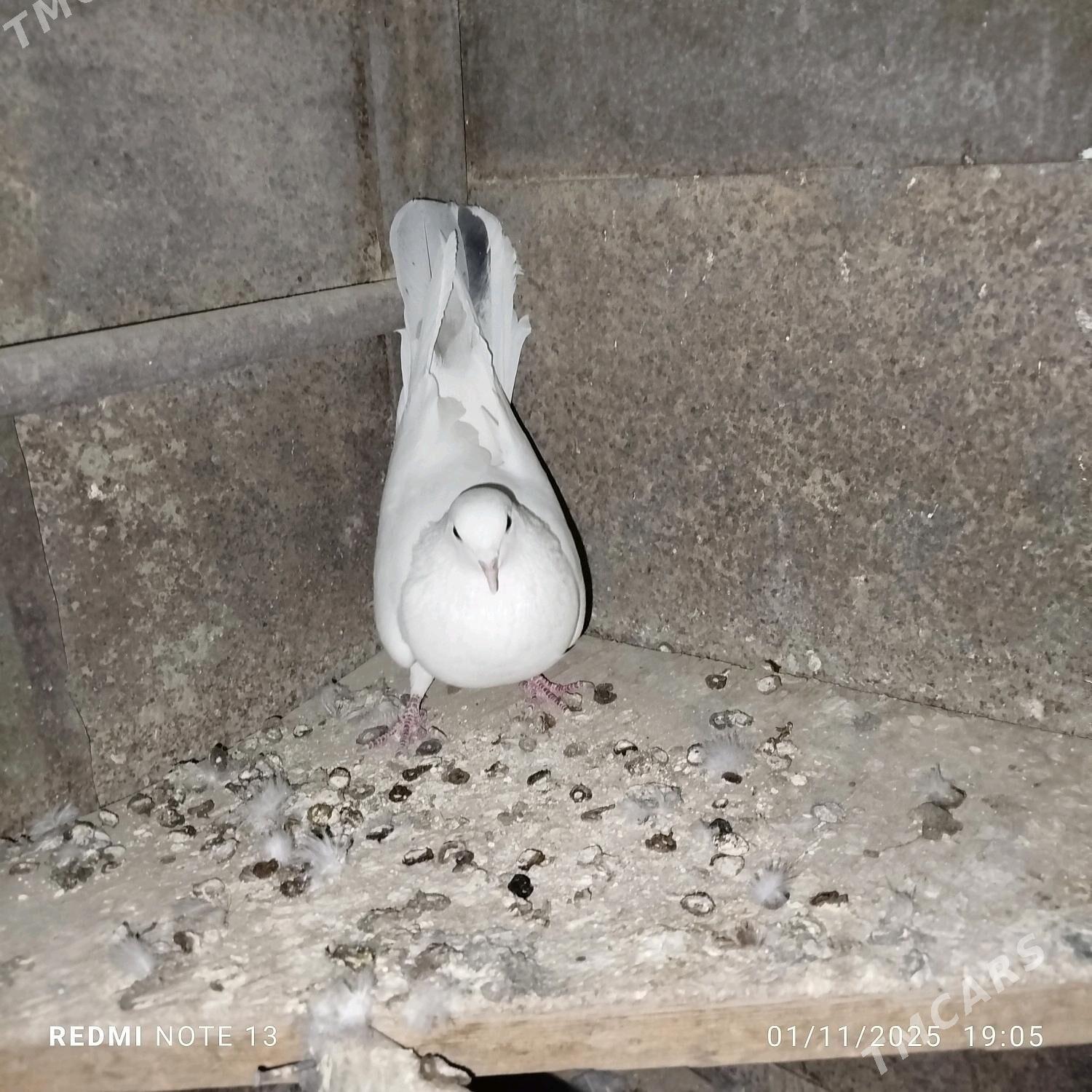 kepderi - Гызыларбат - img 1