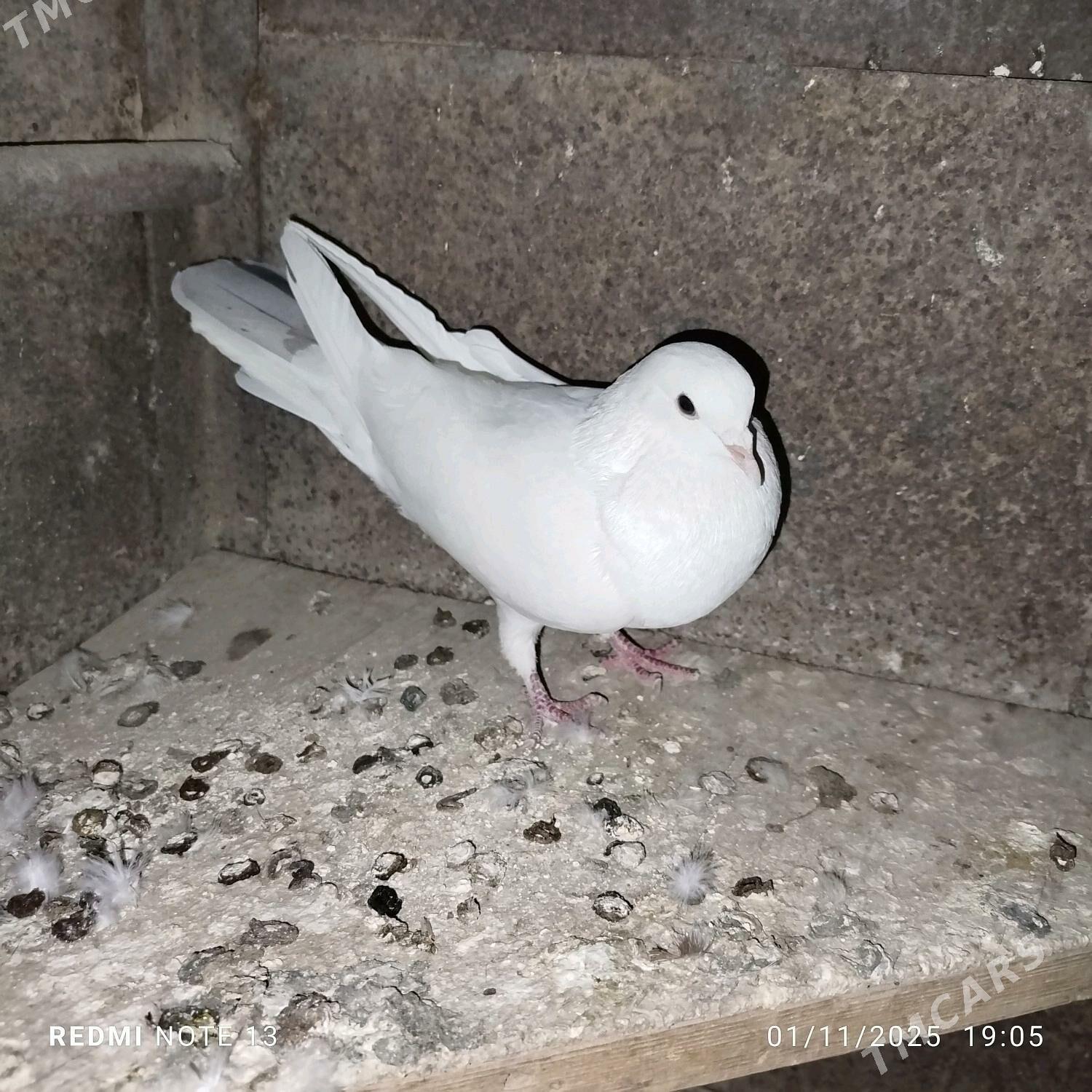 kepderi - Gyzylarbat - img 3