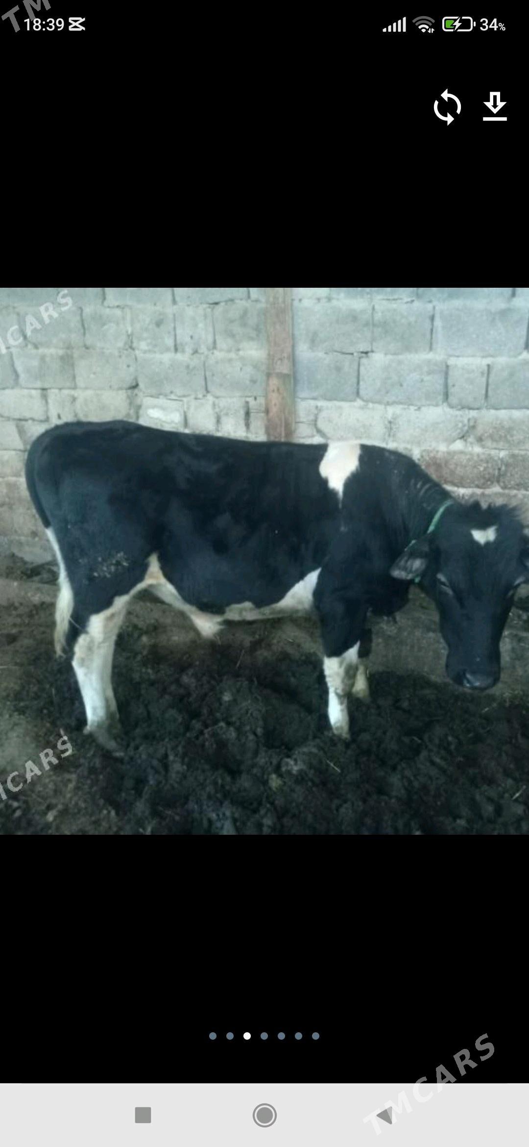 ala okuz tohum - Анев - img 1