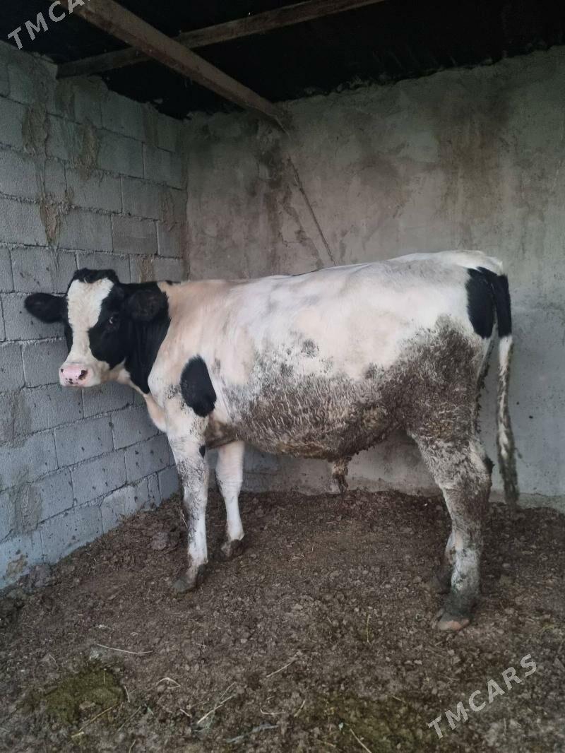 okuz - Bagyr - img 1