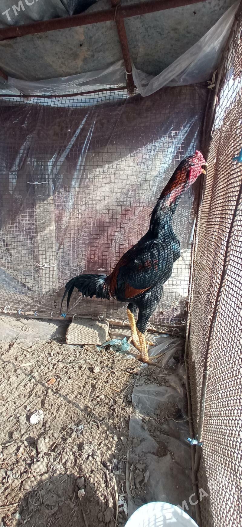 baysy juje - Чарджоу - img 1