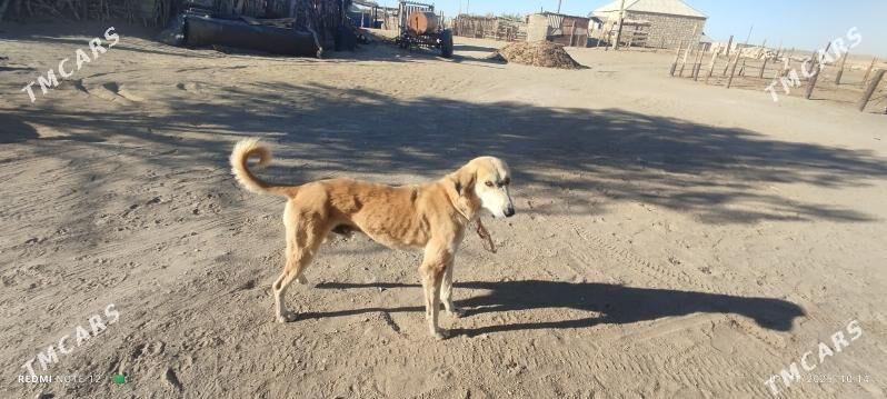 Tazy - Balkanabat - img 3