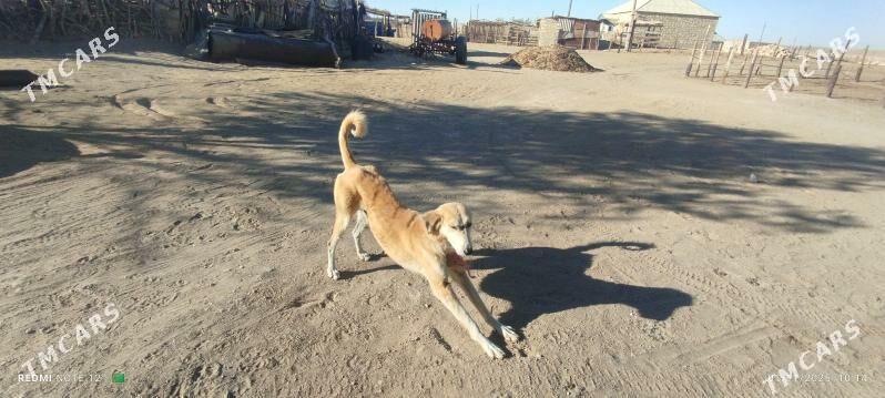 Tazy - Balkanabat - img 4