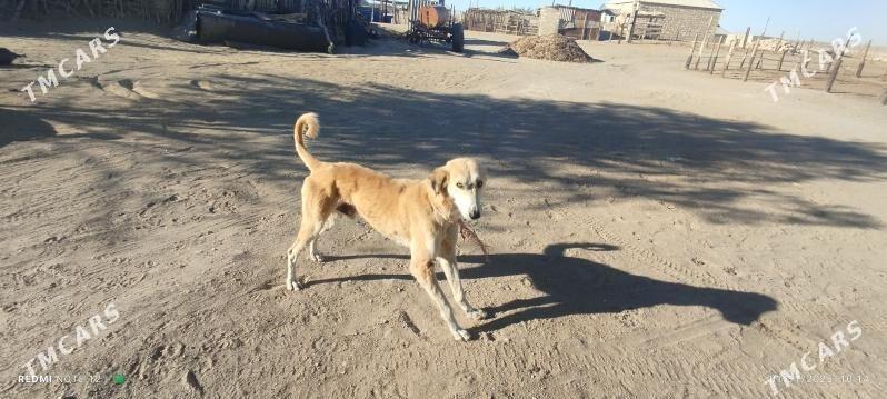 Tazy - Balkanabat - img 2