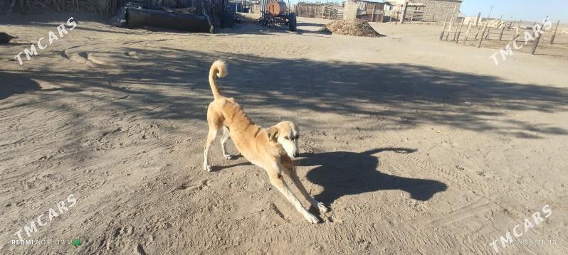 Tazy - Balkanabat - img 1