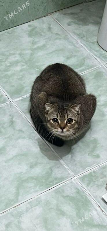 кошка - Parahat 1 - img 2