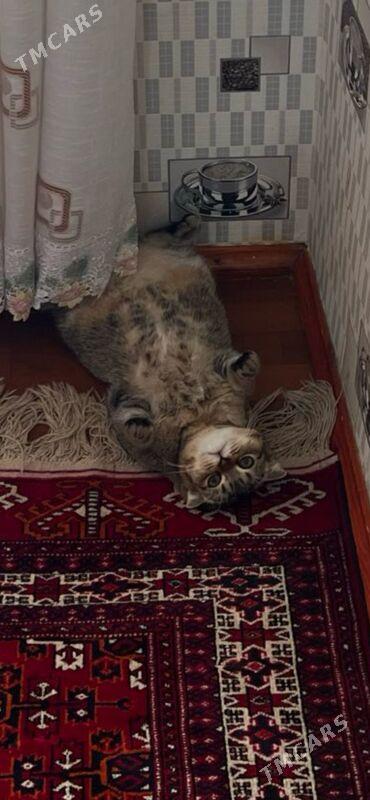 кошка - Мир 1 - img 1