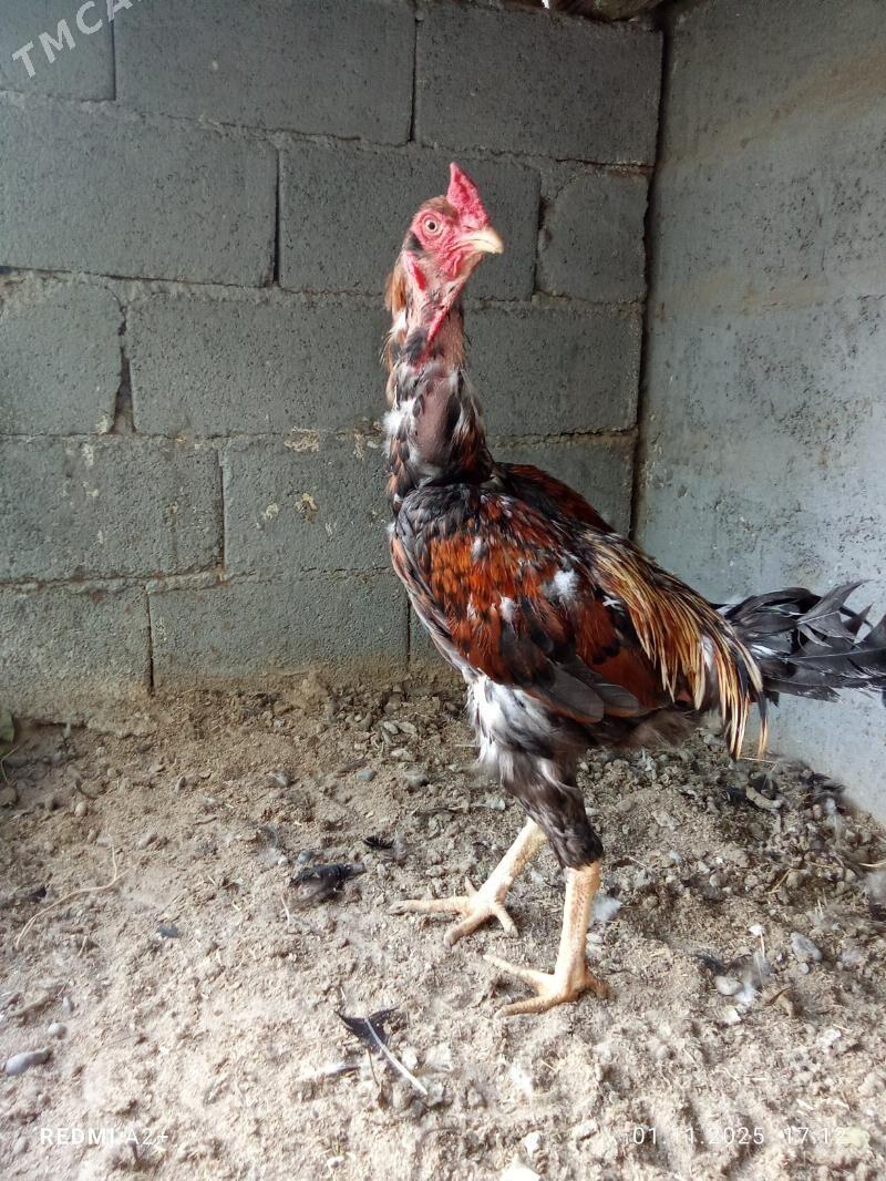 horoz - Gökje - img 3