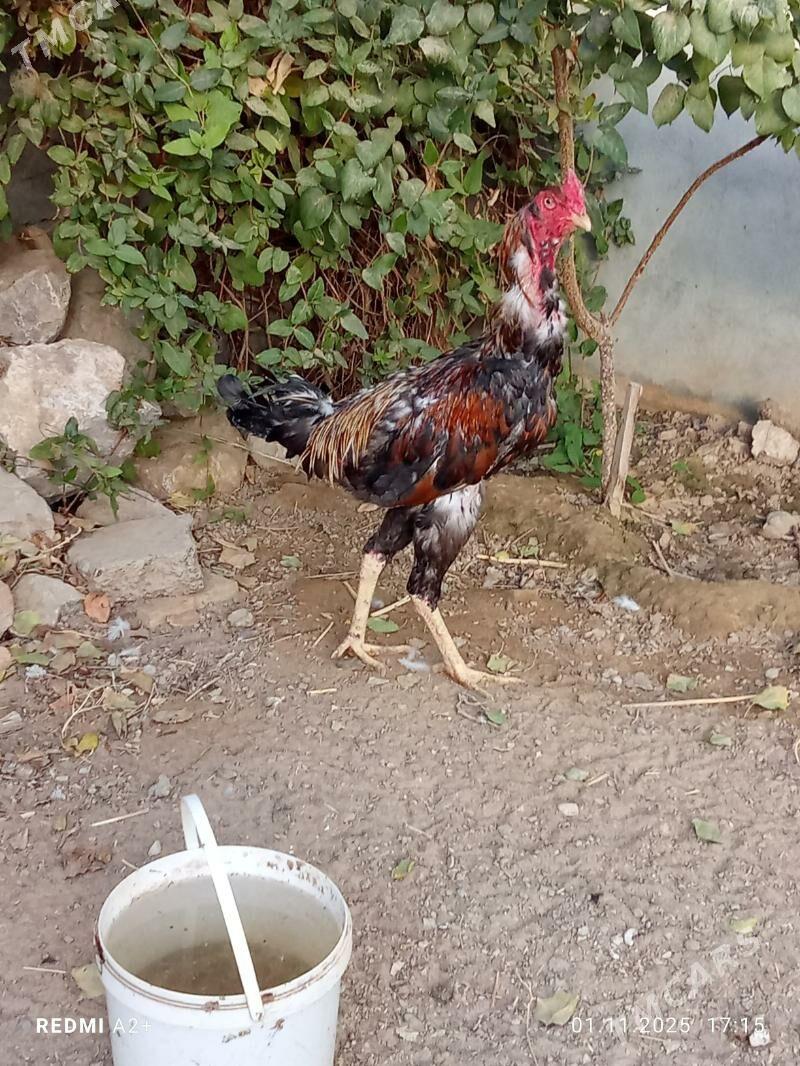 horoz - Gökje - img 4