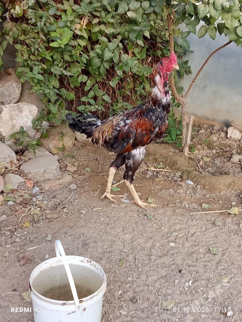 horoz - Gökje - img 2