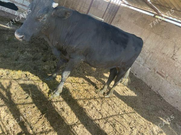 okuz - Bäherden - img 1