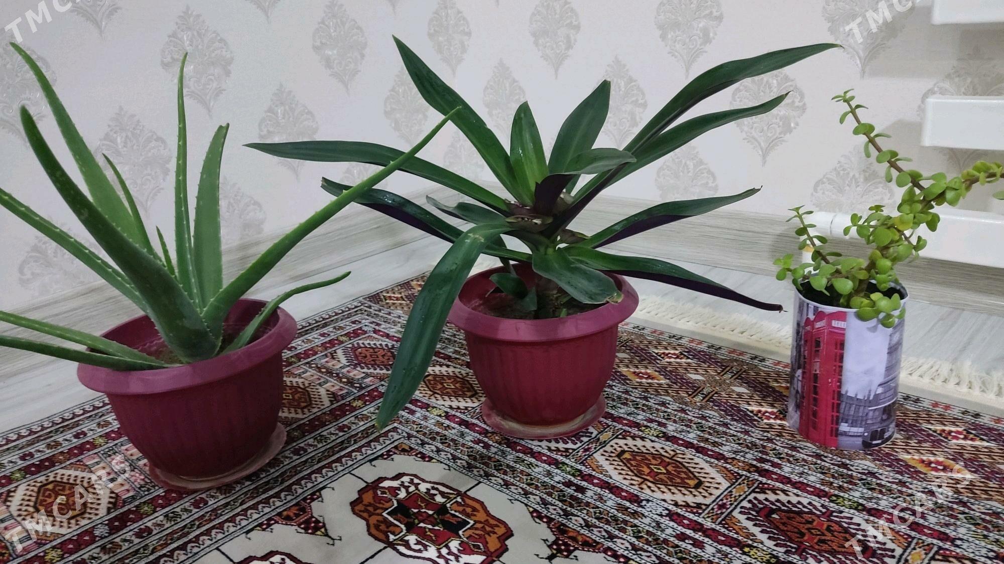 otag gulleri - Balkanabat - img 1