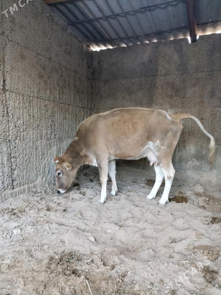 BAKYLAN SYGYR - Ашхабад - img 1