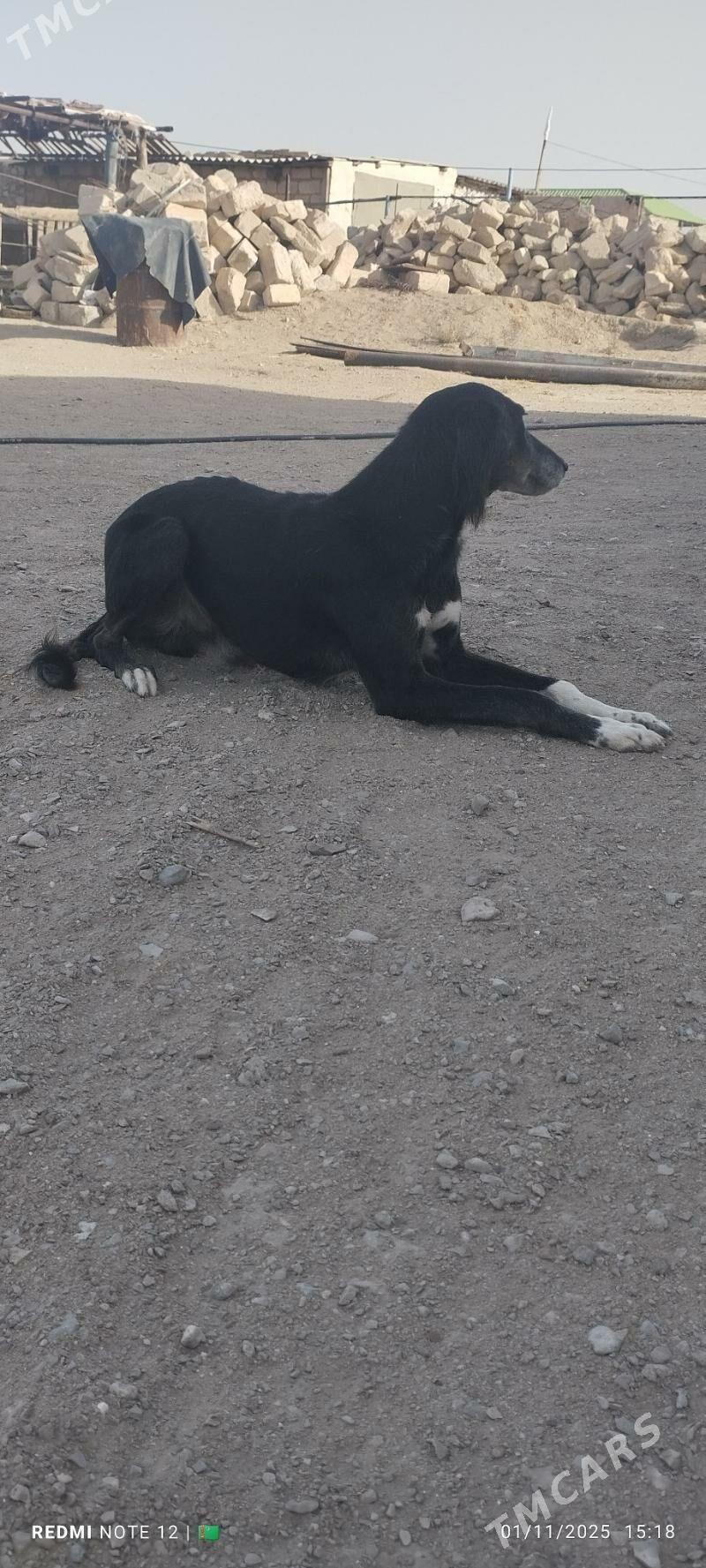 Tazy - Balkanabat - img 4