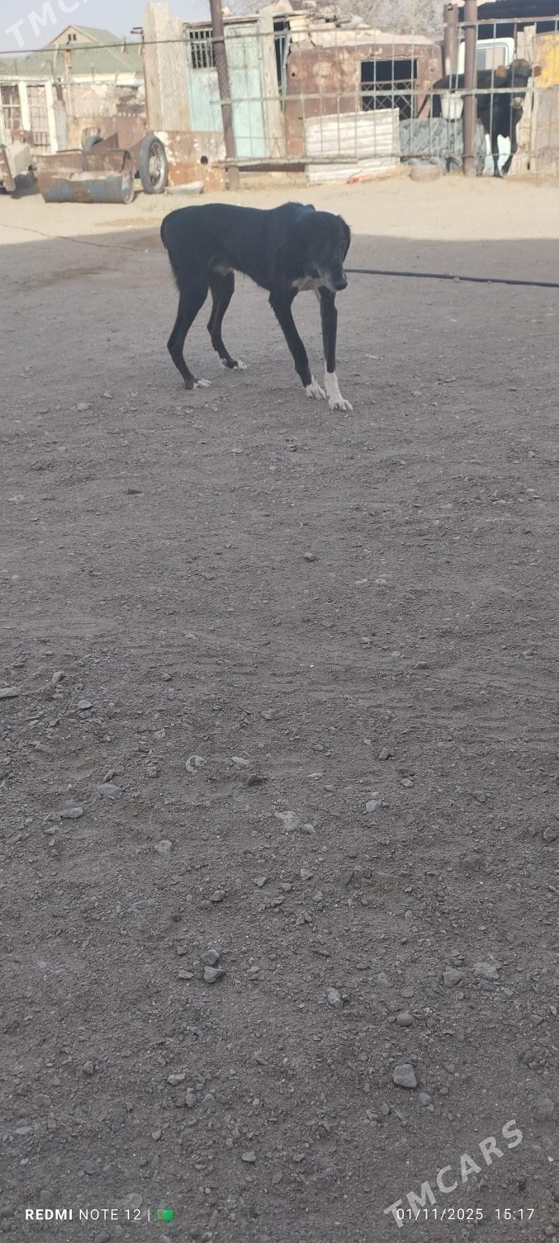 Tazy - Balkanabat - img 5