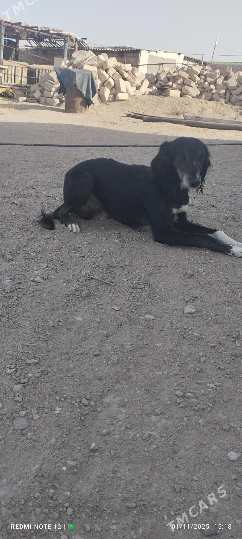 Tazy - Balkanabat - img 3