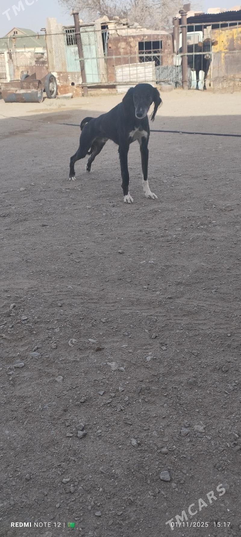 Tazy - Balkanabat - img 6