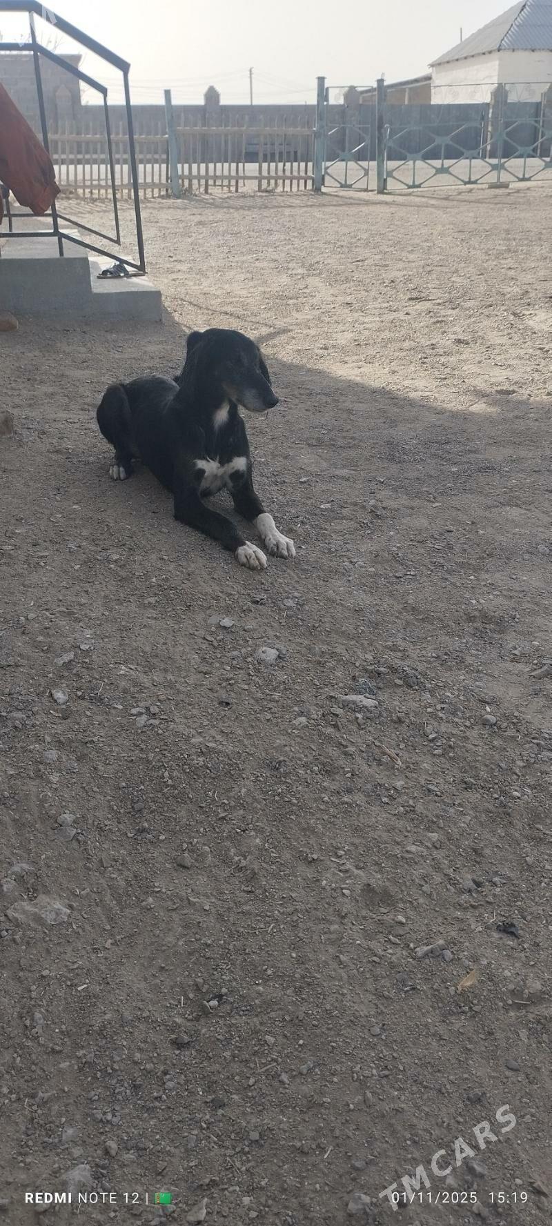 Tazy - Balkanabat - img 2