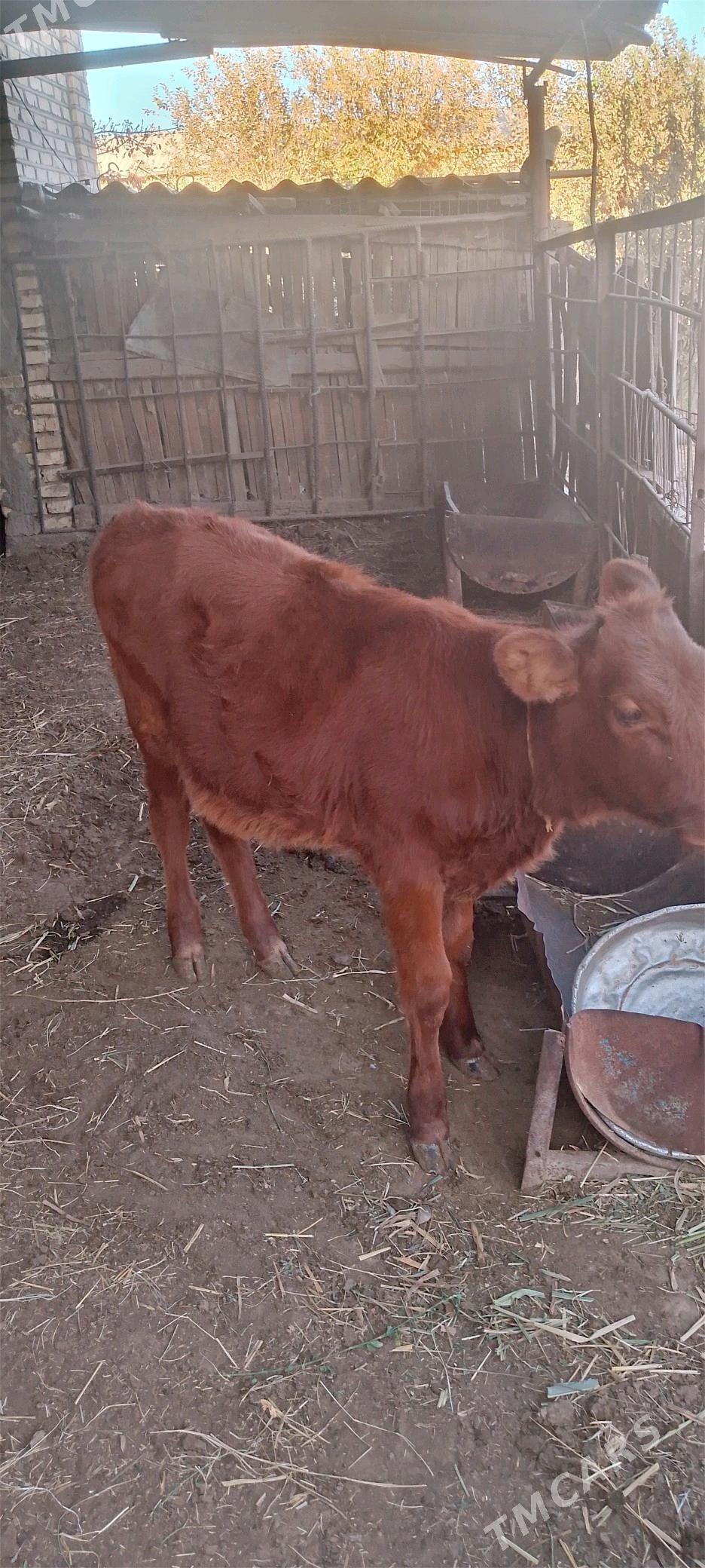 Gulajyn gole - Mary - img 2